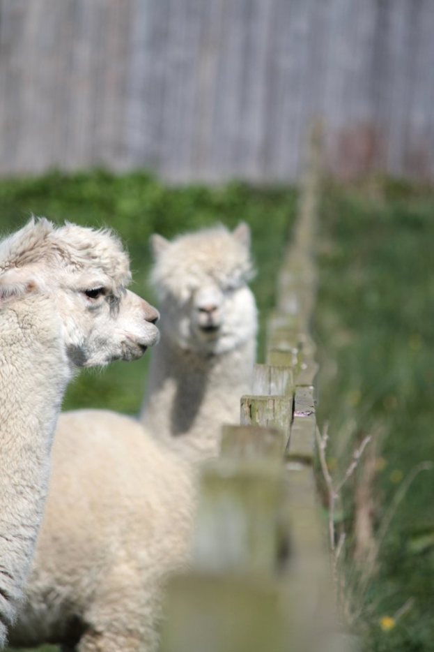 Schafe in wei√üer Farbe in der N√§he eines hölzernen Zauns mit unscharfen Pflanzen im Hintergrund.