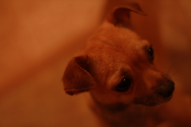 Ein Hund ist im Bild zu sehen.