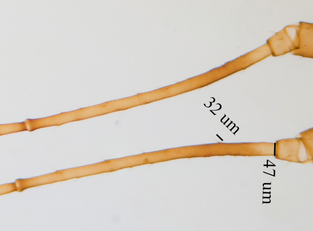 A close-up of two long, thin, yellow fibers on a white background with text written on them.