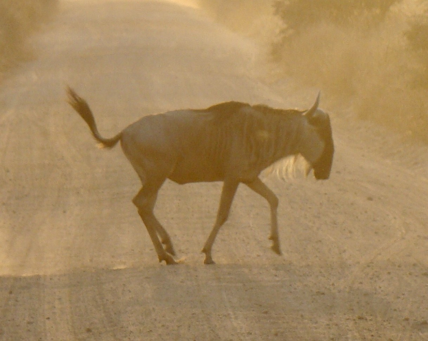 POL-LIP: Kreis Lippe. Vorsicht: Wildtiere auf den Straßen von Lippe.