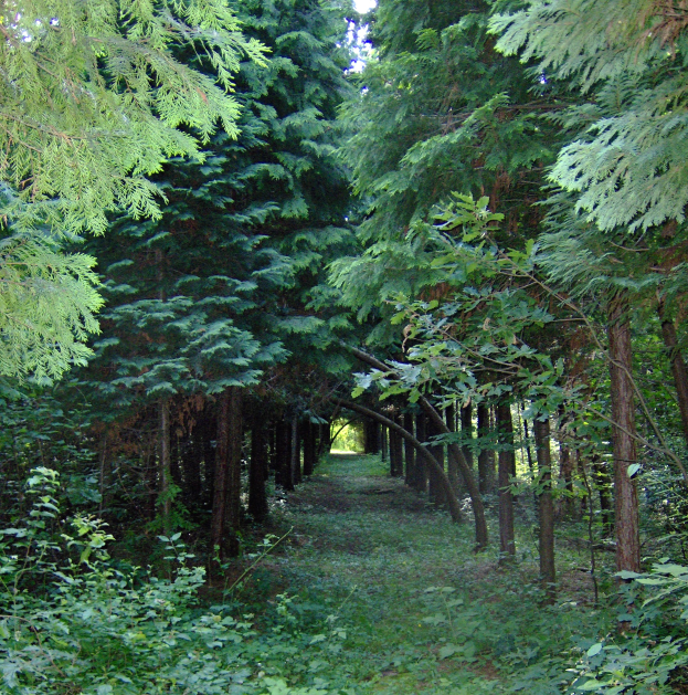 Ein gewundener Pfad durch einen üppigen grünen Wald mit hohen Zedern auf beiden Seiten, Gras und Pflanzen bedecken den Boden.
