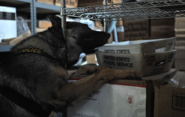 Ein schwarzer und brauner Polizeihund liegt auf einem Stapel Kisten in einem Lagerhaus, mit mehreren Kartonboxen in den Regalen darum herum.
