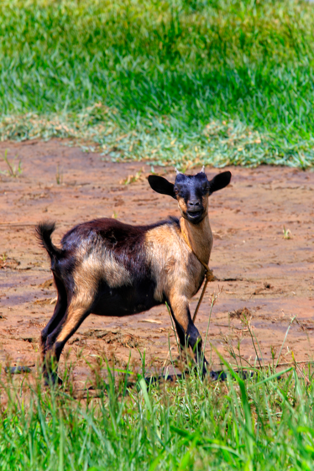 Ein Schaf steht auf Gras und schaut in die Ferne, mit mehr Gras im Hintergrund.