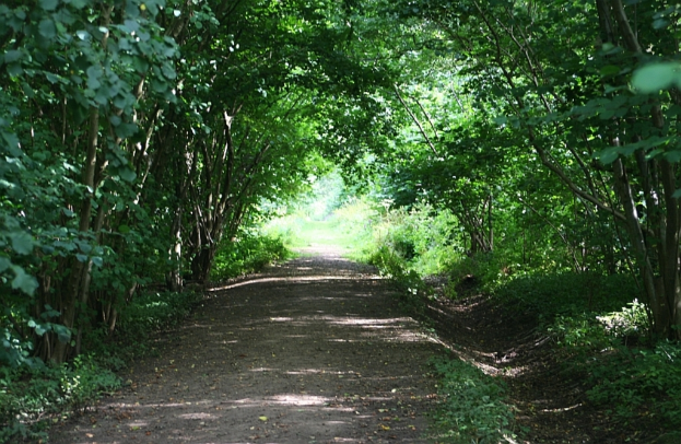 Eine Straße verläuft durch die Mitte des Bildes, flankiert von Bäumen auf beiden Seiten.