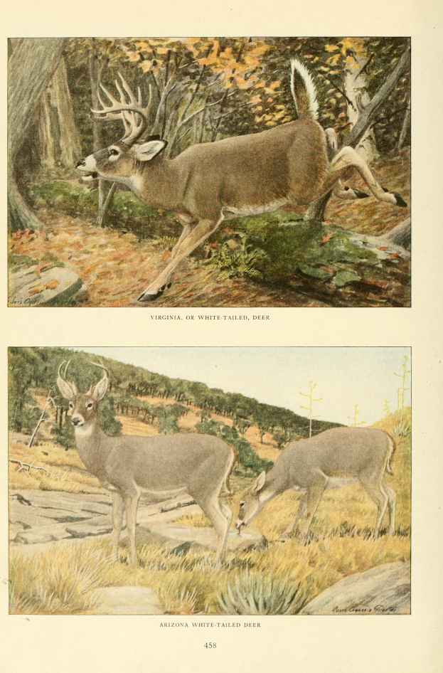 Zwei Hirsche in einer Waldlandschaft mit Bäumen und Gras, mit Text am unteren Bildrand.