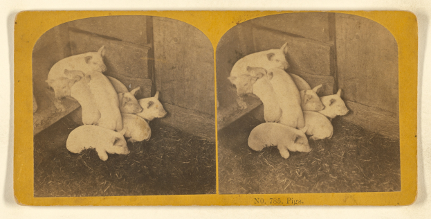 Schwarzes und weißes Foto von mehreren Schweinen, die in einem Stall stehen, mit einer Wand im Hintergrund und Gras auf dem Boden, mit Text unten.