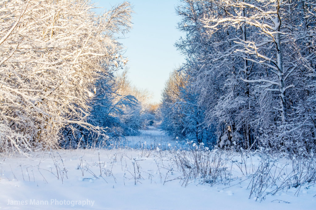 Eine schneebedeckte Landschaft mit sichtbaren Pflanzen, Blumen, Bäumen und Himmel.