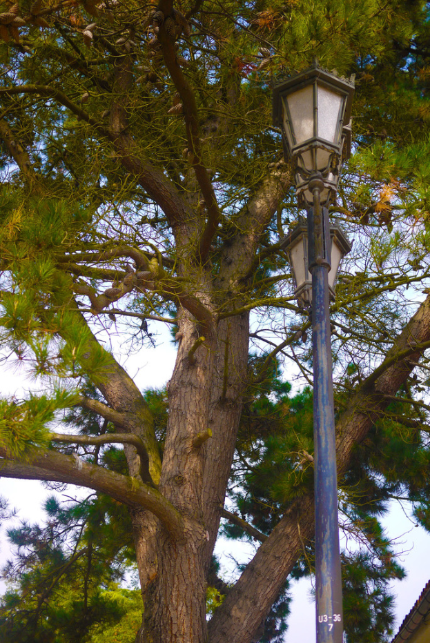 Ein Baum, mehrere Laternenlampen auf Pfählen und ein klarer Himmel.
