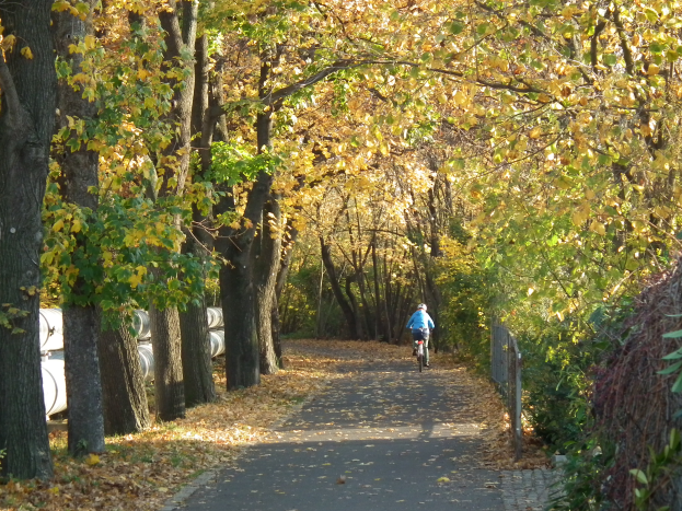 Eine Person fährt mit dem Fahrrad einen von Bäumen gesäumten Weg mit trockenem Laub auf dem Boden und einem Zaun auf der rechten Seite entlang.