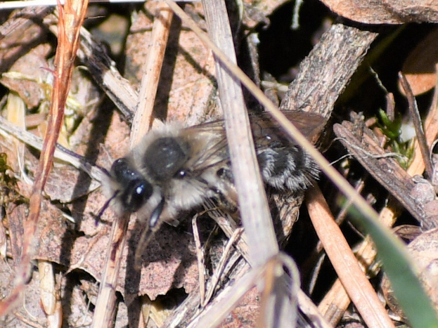 Nahaufnahme eines Blattschneiderbienen auf dem Boden zwischen trockenen Blättern und Gras.