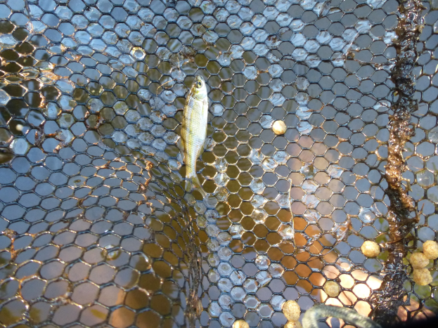 Kleiner Fisch schwimmt in einem teilweise eingetauchten Netz im Wasser.