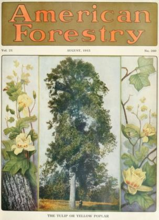 Titelbild der *American Forestry Magazine* aus August 1915, das illustrierte Bäume, Blumen und Laub in leuchtenden Farben zeigt.