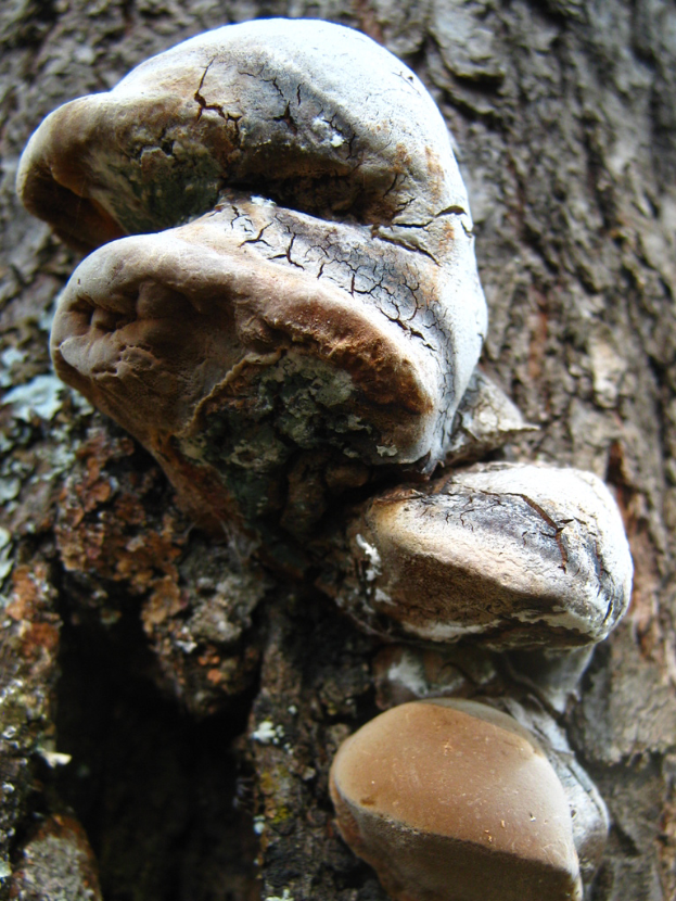 Ein Ast, der mit einem weißen, flauschigen Pilz bedeckt ist.