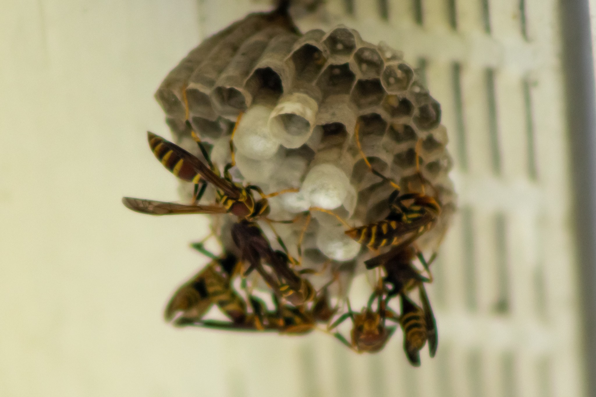 Ein Wespennest mit mehreren Honigbienen, die darum herumfliegen, vor einem unscharfen Hintergrund.