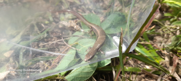 Kleine braune Eidechse sitzt auf einem Plastikbeutel zwischen grünen und getrockneten Blättern am Boden.