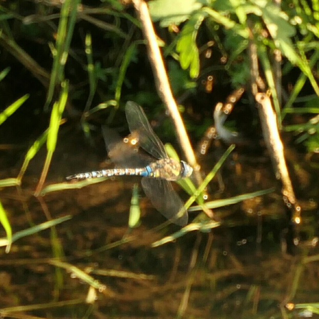 Eine Drachenfliege im Flug über einen Gewässer mit grünen Pflanzen am Ufer.