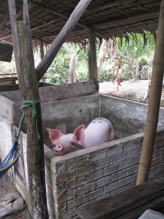 Ein rotes Schwein steht in einem Holzdach-Gehäuse mit Wänden drumherum.