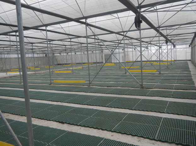Ein großes Gewächshaus mit grünem Boden, Metallstangen, einer Glaswand und einem Dach, das ein hydroponisches System beherbergt.